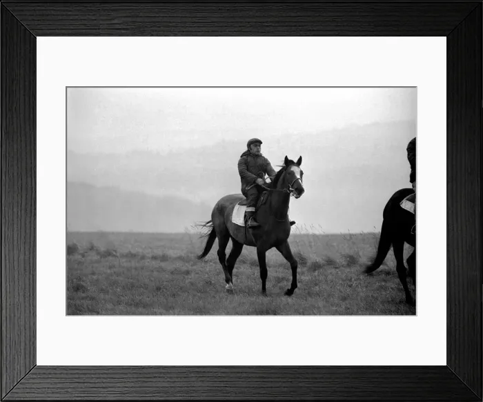 Framed Print : Yearling Ribchester'son of the famous Ribot