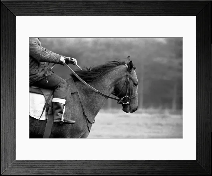 Framed Print : Yearling Ribchester'son of the famous Ribot Framed Print : Yearling Ribchester'son of the famous Ribot