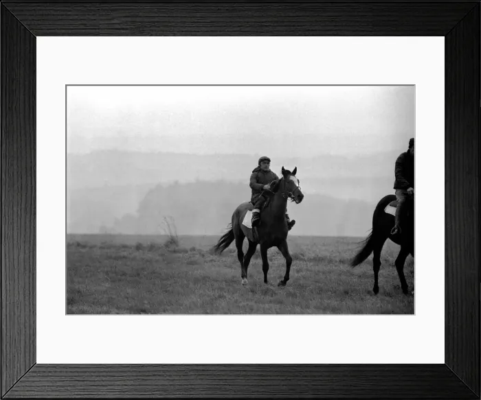 Framed Print : Yearling Ribchester'son of the famous Ribot Framed Print : Yearling Ribchester'son of the famous Ribot