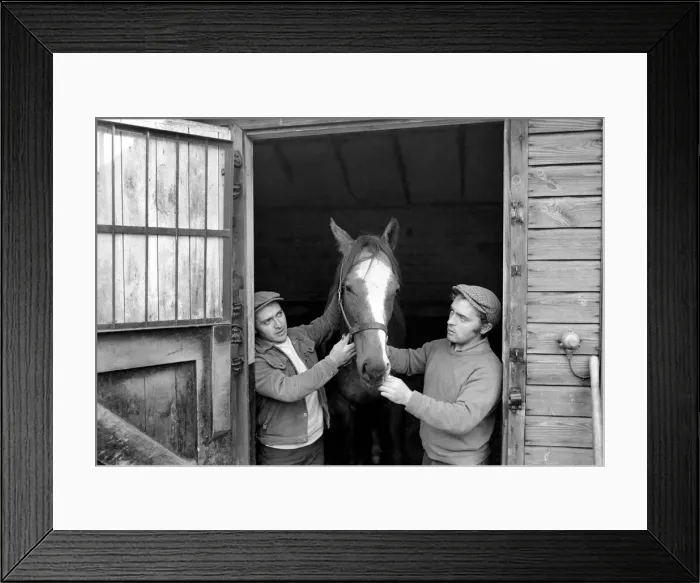 Framed Print : Yearling Ribchester'son of the famous Ribot Framed Print : Yearling Ribchester'son of the famous Ribot
