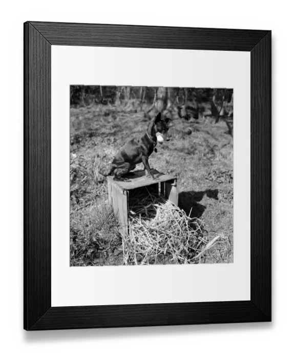 Framed Print : Chica and Jumo at Mrs. Woodhories farm house. April 1953 D1876-002