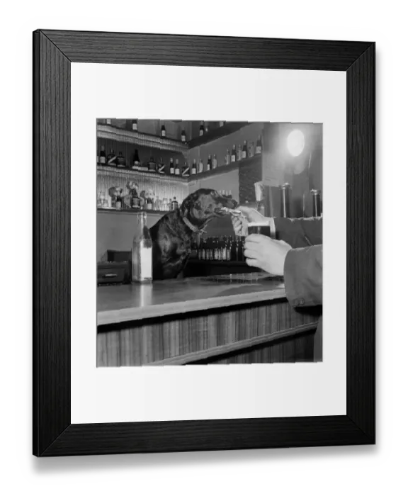 Framed Print : Dog Working behind Tite Bar, pouring a drink for customers February 1953 Framed Print : Dog Working behind Tite Bar, pouring a drink for customers February 1953