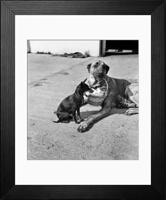 Framed Print : Chica and Jumo at Mrs. Woodhories farm house. April 1953 D1876-006 Framed Print : Chica and Jumo at Mrs. Woodhories farm house. April 1953 D1876-006