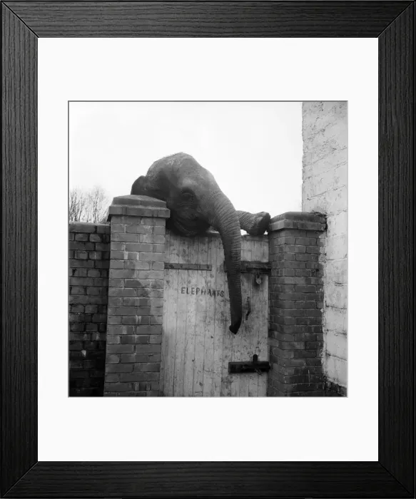 Framed Print : Jambo, the Elephant at Devon Zoo. February 1953 D722-001 Framed Print : Jambo, the Elephant at Devon Zoo. February 1953 D722-001