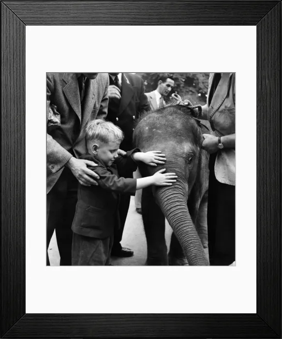 Framed Print : Animals and children Blind Child with an elephant at London Zoo