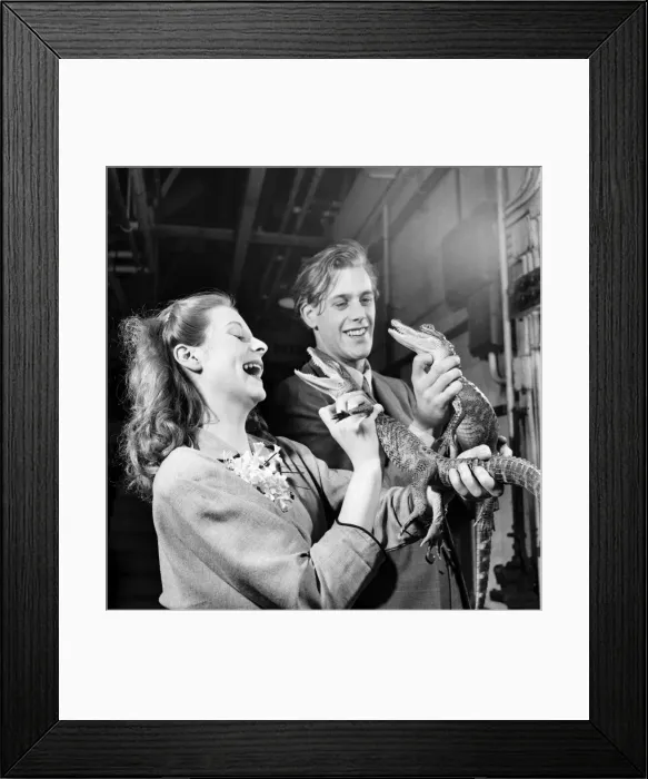 Framed Print : Artist couple Richard and Pat Larter holding baby crocodiles during a visit to the Zoo Framed Print : Artist couple Richard and Pat Larter holding baby crocodiles during a visit to the Zoo