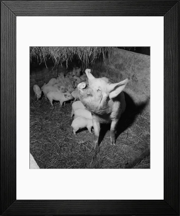 Framed Print : Piglets feeding from their mother. February 1953 D645-001