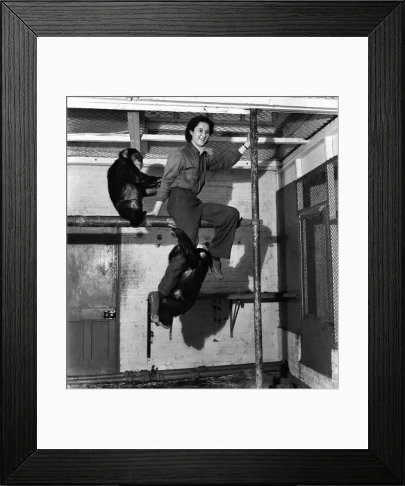 Framed Print : Woman sitting on a beam with chimps at Devon Zoo. February 1953 D722 Framed Print : Woman sitting on a beam with chimps at Devon Zoo. February 1953 D722