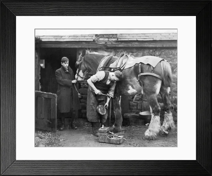 Framed Print : Spiked shoes, to prevent slipping on frozen roads, being fitted at a Blaydon smithy Framed Print : Spiked shoes, to prevent slipping on frozen roads, being fitted at a Blaydon smithy