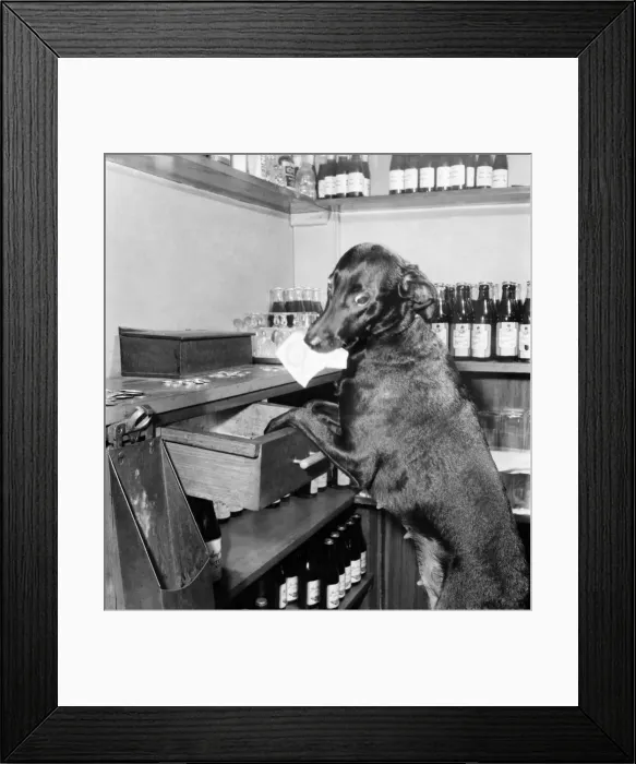 Framed Print : Dog Working behind Tite Bar. February 1953 D857-003 Framed Print : Dog Working behind Tite Bar. February 1953 D857-003