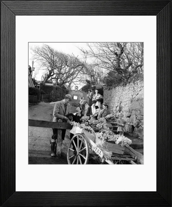 Framed Print : The earliest yellow narcissi called Soleil D or, which are grown on the Islands of