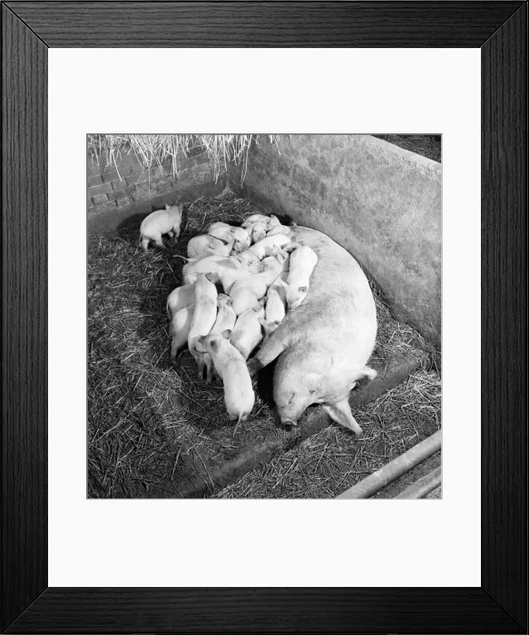 Framed Print : Piglets feeding from their mother. February 1953 D645-002
