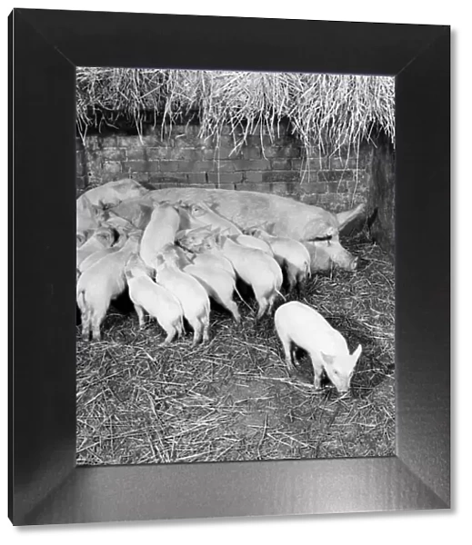 Piglets feeding from their mother. February 1953 D645