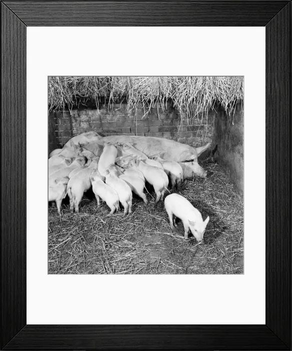 Framed Print : Piglets feeding from their mother. February 1953 D645