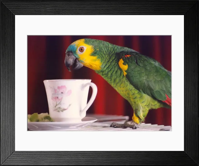 Framed Print : Bosun the parrot likes a drink of tea Framed Print : Bosun the parrot likes a drink of tea