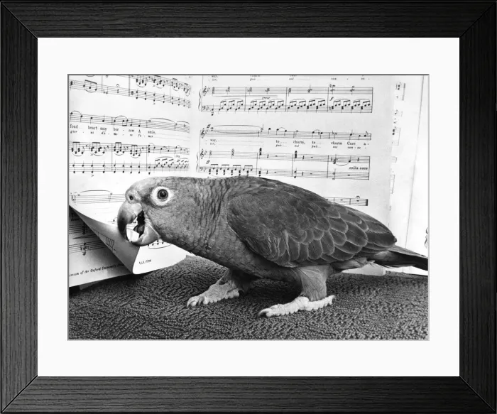 Framed Print : This parrot enjoys a little Mozart now and again Framed Print : This parrot enjoys a little Mozart now and again