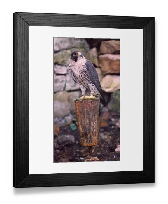 Framed Print : A hybrid cross Peregrine and Gyr Falcon