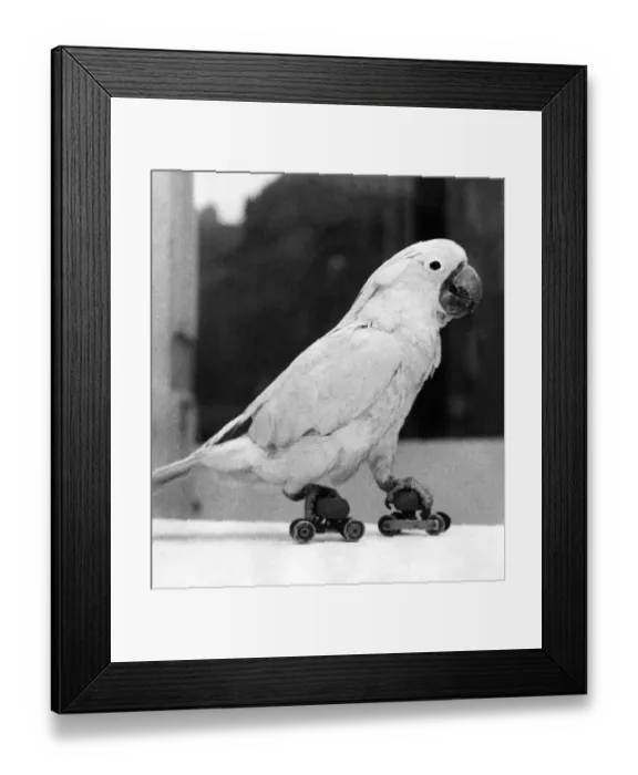 Framed Print : Squeeky the the Cockatoo enjoys skating at Newcastle Winter Zoo Framed Print : Squeeky the the Cockatoo enjoys skating at Newcastle Winter Zoo