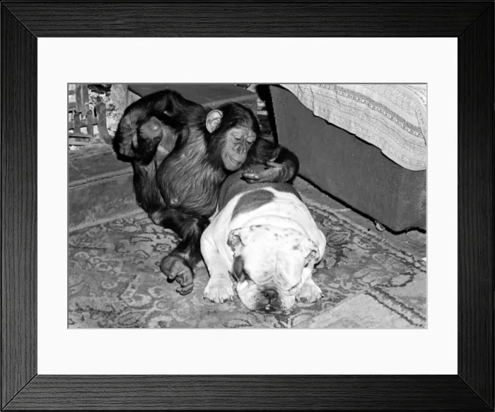 Framed Print : Sparky the chimpanzee relaxes with a bulldog, sleeping on a hearthrug April 1976 Rev 4172 Framed Print : Sparky the chimpanzee relaxes with a bulldog, sleeping on a hearthrug April 1976 Rev 4172