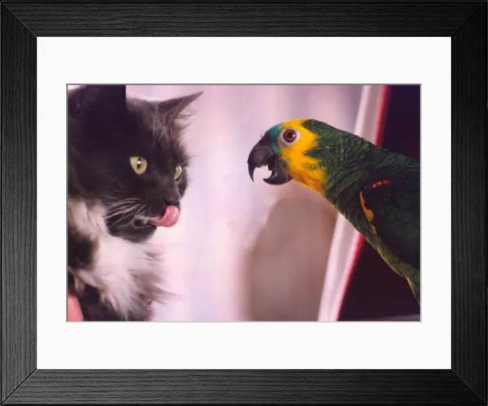 Framed Print : Bosun the parrot has a love hate relationship with this cat Framed Print : Bosun the parrot has a love hate relationship with this cat