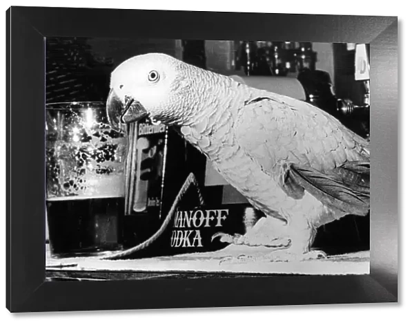 Chico the parrot who enjoys a drink of beer now and again
