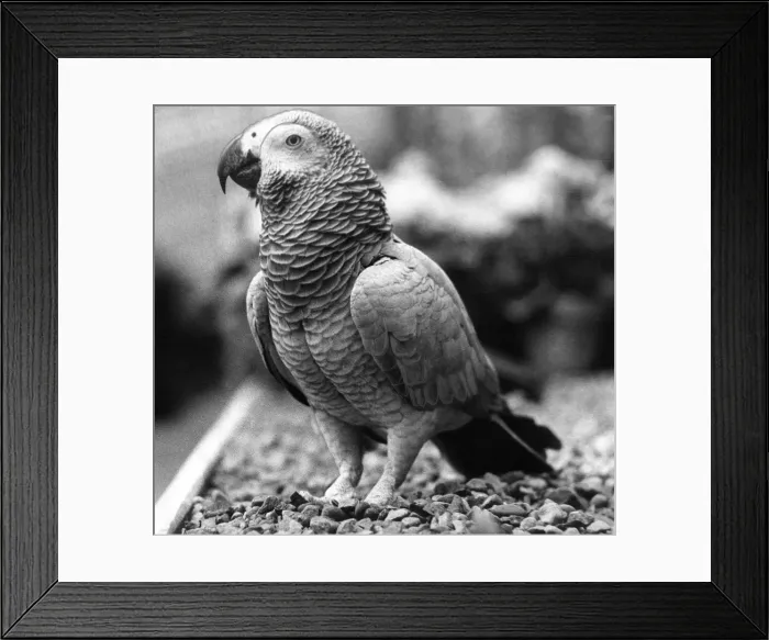 Framed Print : A parrot Framed Print : A parrot