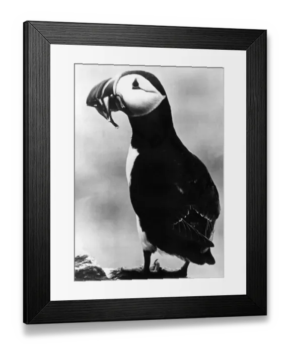 Framed Print : The Puffin with a mouthful of fish Framed Print : The Puffin with a mouthful of fish