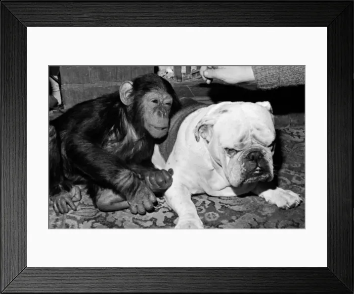 Framed Print : Sparky the chimpanzee relaxes with a bulldog, sleeping on a hearthrug April 1976 Rev 4172 Framed Print : Sparky the chimpanzee relaxes with a bulldog, sleeping on a hearthrug April 1976 Rev 4172