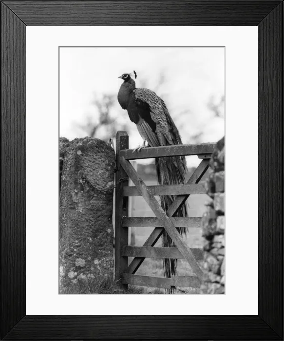 Framed Print : A peacock living wild in Northumberland Framed Print : A peacock living wild in Northumberland