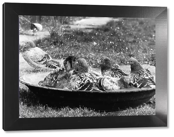 Some racing pigeons enjoying a birdbath