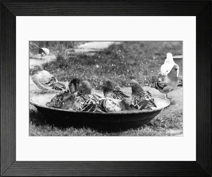 Framed Print : Some racing pigeons enjoying a birdbath Framed Print : Some racing pigeons enjoying a birdbath