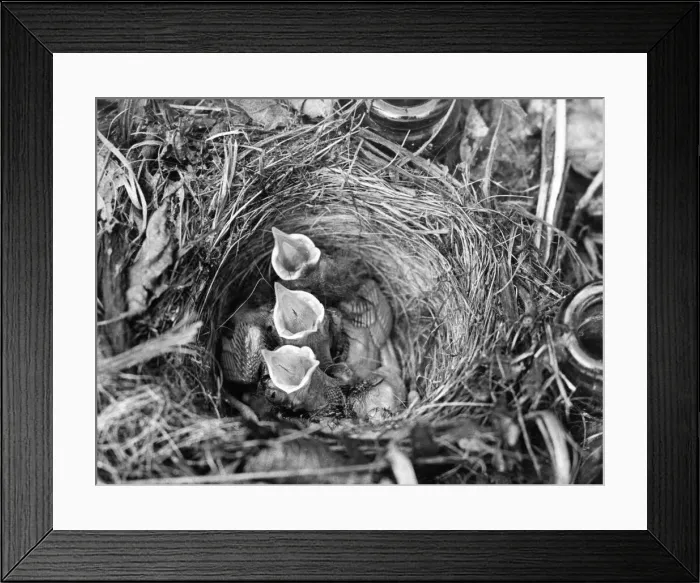 Framed Print : These three young Robins are waiting for something to eat Framed Print : These three young Robins are waiting for something to eat