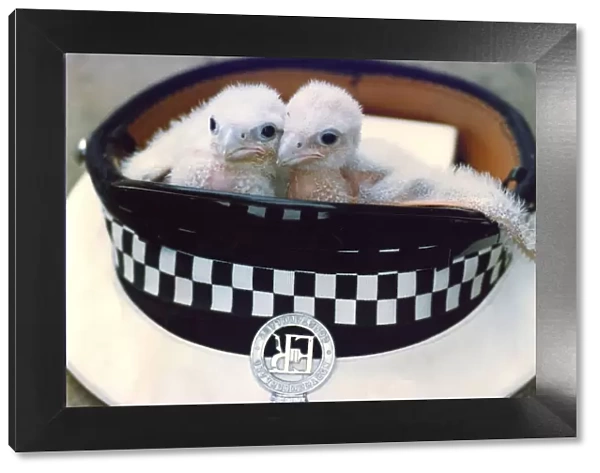 Two Peregrine Falcon chicks in a policemans hat