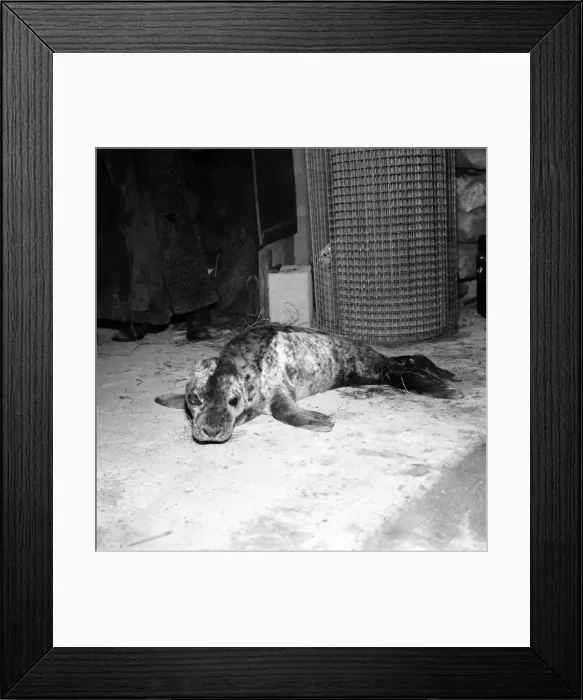 Framed Print : A sick seal which has recently been rescued by Ken Jones of St. Agnes, Cornwall Framed Print : A sick seal which has recently been rescued by Ken Jones of St. Agnes, Cornwall