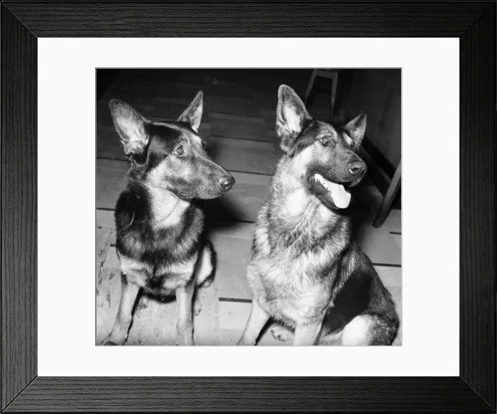 Framed Print : Animals: Dogs eat 45 wedding breakfasts. Rebel and Major pictured today at their home in Framed Print : Animals: Dogs eat 45 wedding breakfasts. Rebel and Major pictured today at their home in
