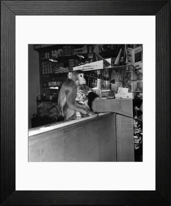 Framed Print : Humour: Animal relationships: Seven week old kitten with Coco the Java Monkey at their Framed Print : Humour: Animal relationships: Seven week old kitten with Coco the Java Monkey at their
