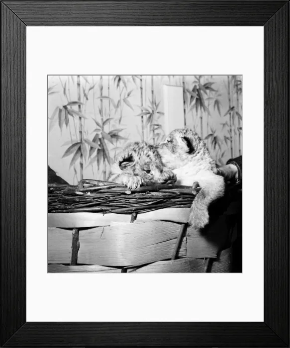 Framed Print : Animals Lions: Newest arrivals at the Welsh Mountain Zoo Framed Print : Animals Lions: Newest arrivals at the Welsh Mountain Zoo