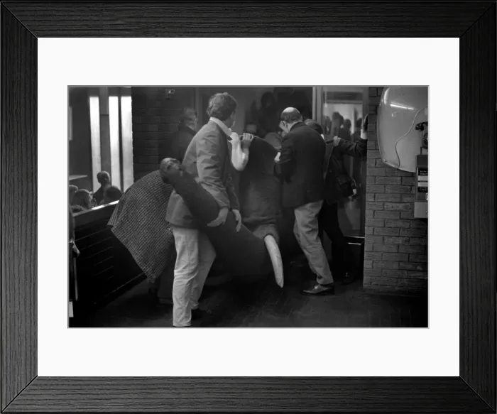 Framed Print : Animals: Humour: Members of the Octagon theatre, Bolton during scenes for a film using an Framed Print : Animals: Humour: Members of the Octagon theatre, Bolton during scenes for a film using an