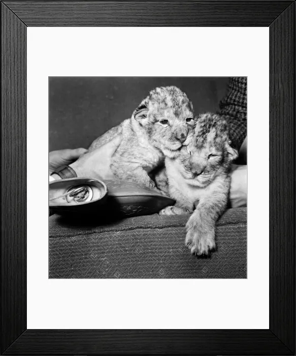 Framed Print : Animals Lions: Newest arrivals at the Welsh Mountain Zoo Framed Print : Animals Lions: Newest arrivals at the Welsh Mountain Zoo