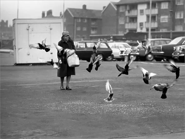 Miss Helen Fleming, of Liverpool, feeds the pigeons near her home. December 1969 Z11774