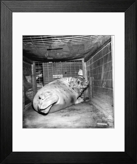 Framed Print : Sick seal rescued from the sea by Ken Jones of St. Agnes, Cornwall Framed Print : Sick seal rescued from the sea by Ken Jones of St. Agnes, Cornwall