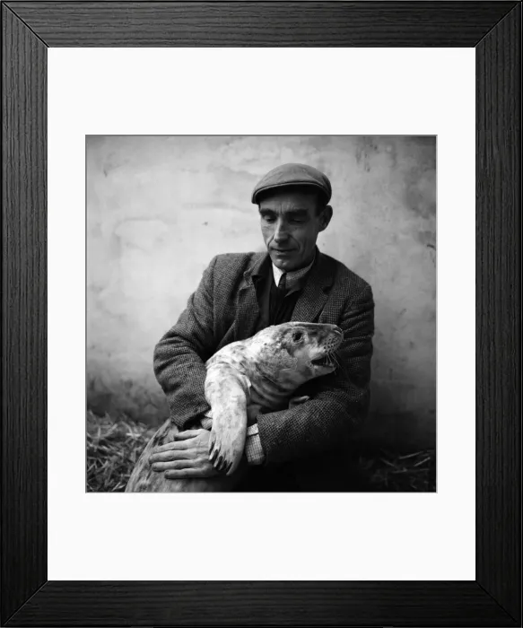 Framed Print : Todays pictures of Ken Jones of St. Agnes, Cornwall with seals he has recently