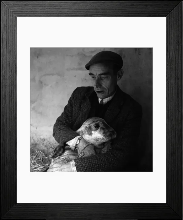 Framed Print : Todays pictures of Ken Jones of St. Agnes, Cornwall with seals he has recently