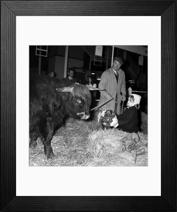 Framed Print : Exhibits are put in place at Earls Court for the Royal Smithfield Show