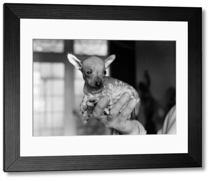 Framed Print : Animals Dogs Unusual: Mr. WU'is six weeks old and is a very rare breed