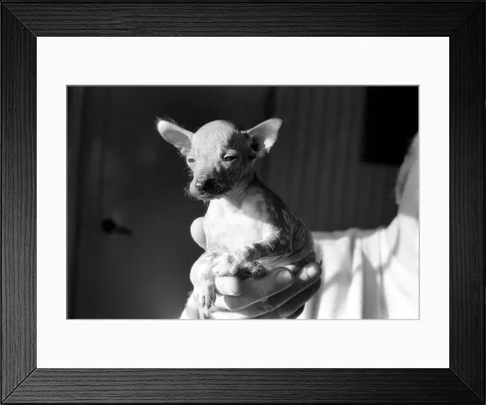 Framed Print : Animals Dogs Unusual: Mr. WU'is six weeks old and is a very rare breed