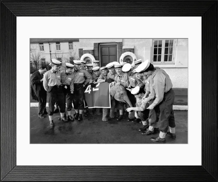 Framed Print : Twiggy'the baby elephant was half an hour late for her appointment to Framed Print : Twiggy'the baby elephant was half an hour late for her appointment to