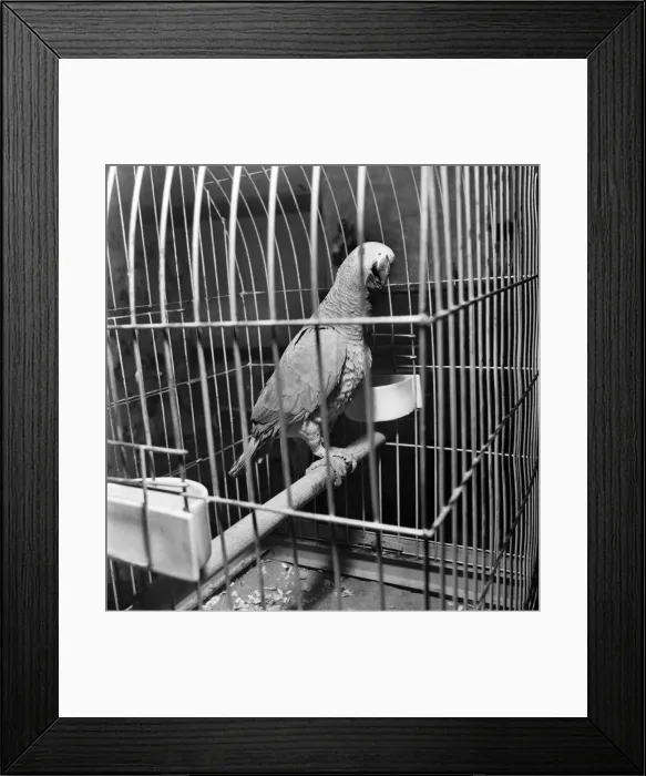 Framed Print : Sid - the African grey parrot. December 1969 Z11857 Framed Print : Sid - the African grey parrot. December 1969 Z11857