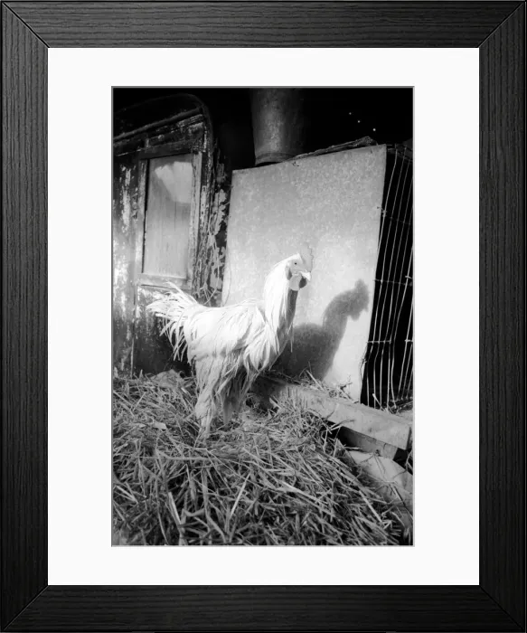 Framed Print : Captain Ellis Duckworth is 77 years old - he won his first poultry show prize in 1897