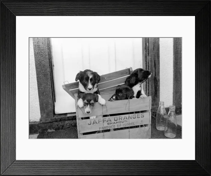 Framed Print : Puppies found abandoned in box. November 1969 Z11391-005 Framed Print : Puppies found abandoned in box. November 1969 Z11391-005